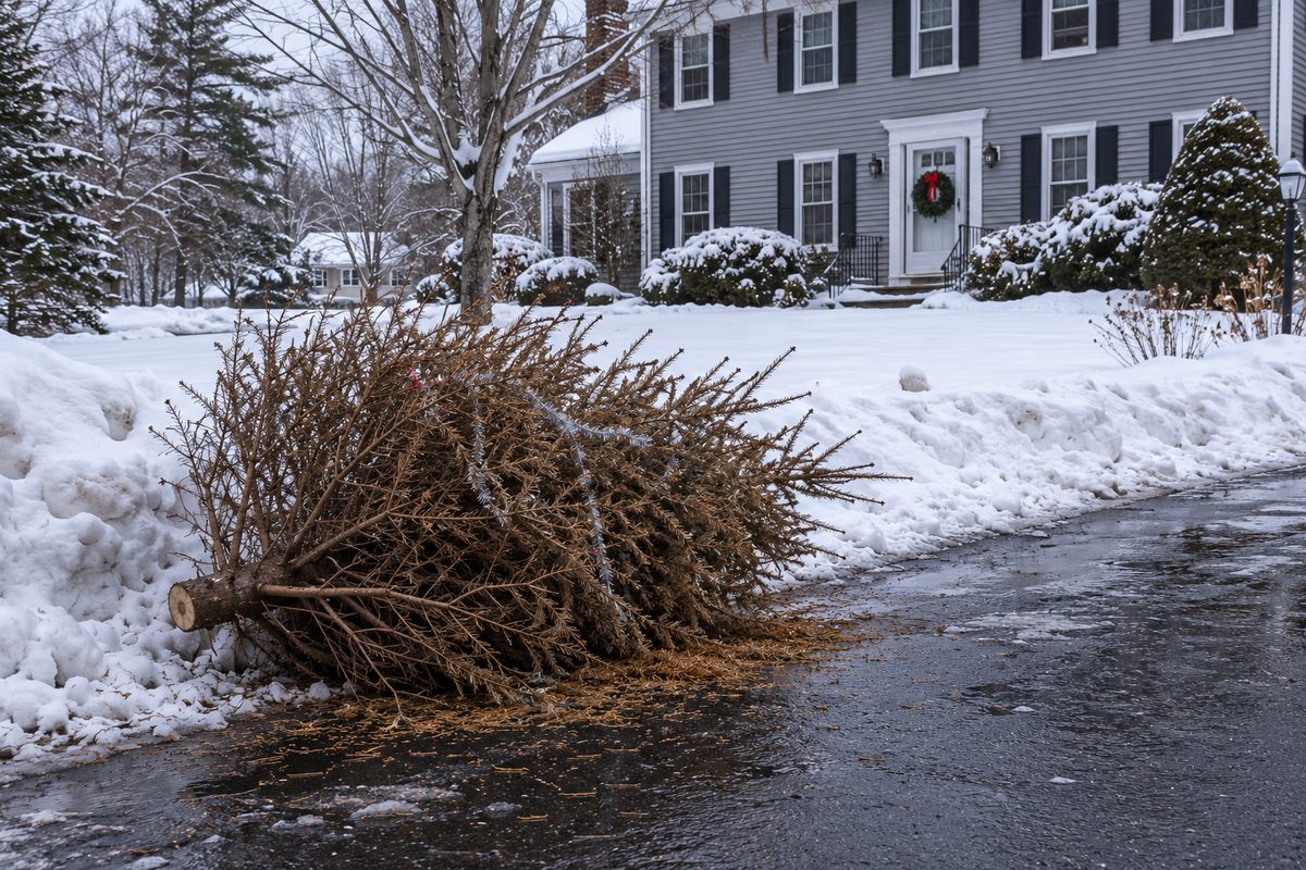 Dried-out Christmas tree lying at the end of a snowy driveway in early January with a wreath still on the colonial behind.